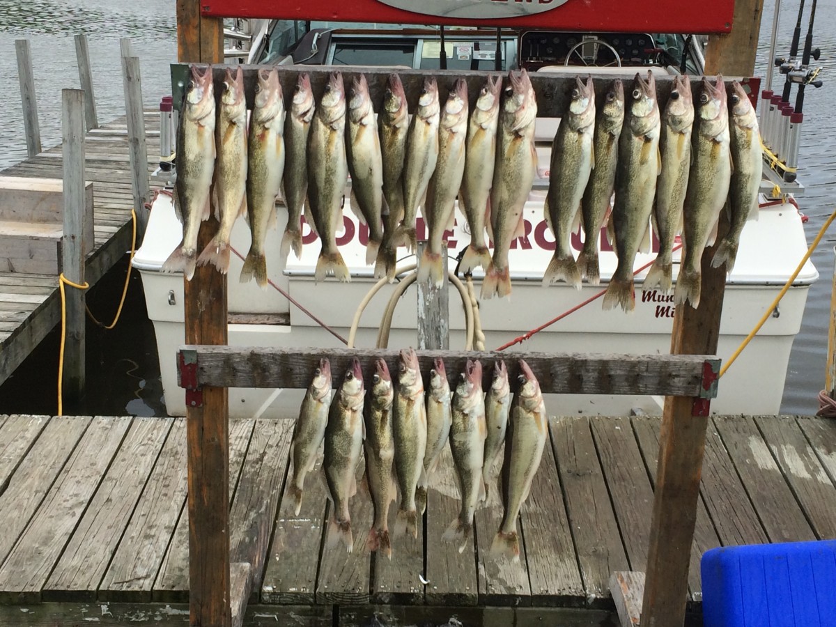 Lake Erie Walleye Fishing Charters Monroe, Michigan Reel Time Sportfishing