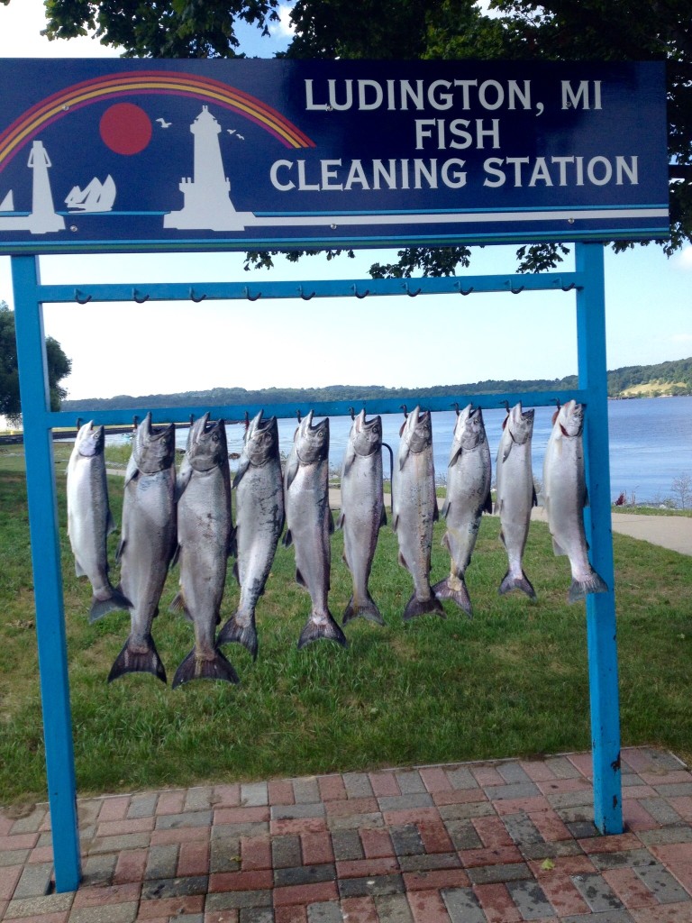 Salmon fishing charters in ludington Reel Time Sportfishing